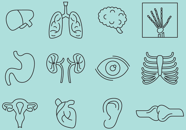 Bones And Organs Icons - Free vector #388213