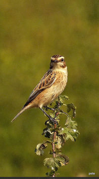 Whinchat - Kostenloses image #388513