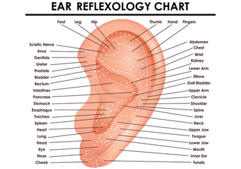 Ear Reflexology Chart - Kostenloses vector #390553