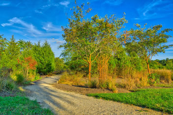 286/366 - Today's Path - Free image #391733