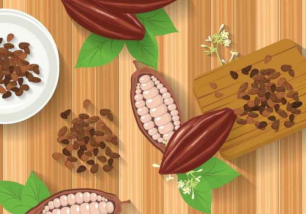 Free Cocoa Beans Illustration - vector #393983 gratis
