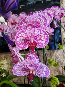 Orchids - image #396233 gratis