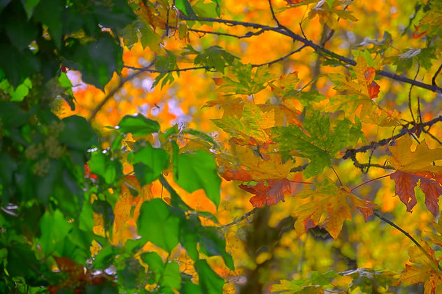 Fall Colors - бесплатный image #396303