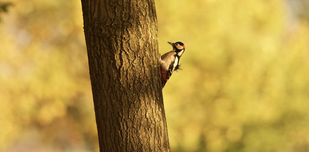 Great spotted woodpecker - image #398333 gratis