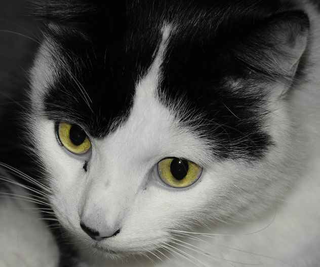 Louis the Black and White Cat - image gratuit #403473 