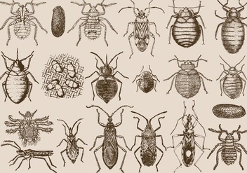Bedbug And Parasite - Free vector #408283