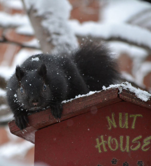 Squirrel Guarding The Nut House On A Snowy Day - image #411123 gratis