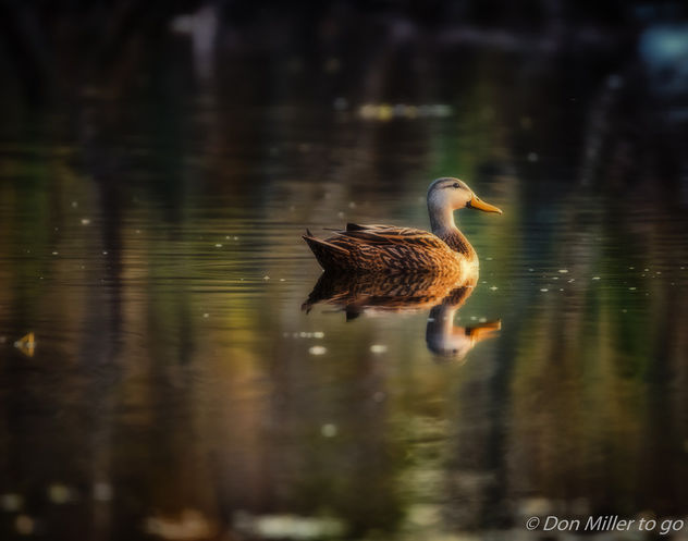 Duck on the Pond - бесплатный image #411403