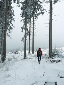 winter, snow, forest - бесплатный image #411903