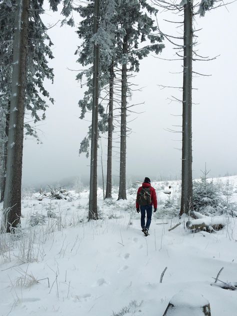 winter, snow, forest - image #411903 gratis