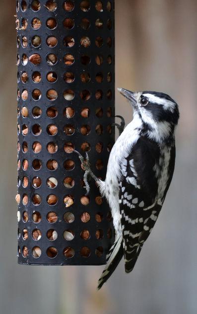 Female Downy Woodpecker At The Peanut Feeder - бесплатный image #413093