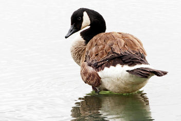 Canadian Goose. (Branta canadensis) - image #414123 gratis