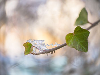Last remnant of ice before the big thaw - бесплатный image #417703