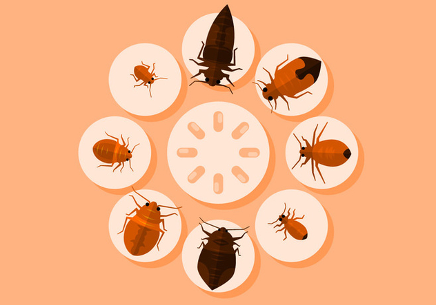 Bed Bugs Vector Illustration - Free vector #418833