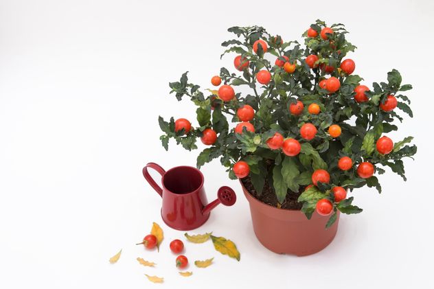 Solanum pseudocapsicum loneparent houseplant, red watering can on white background - бесплатный image #419653