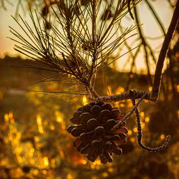 Pinecone at sunrise - Free image #420603