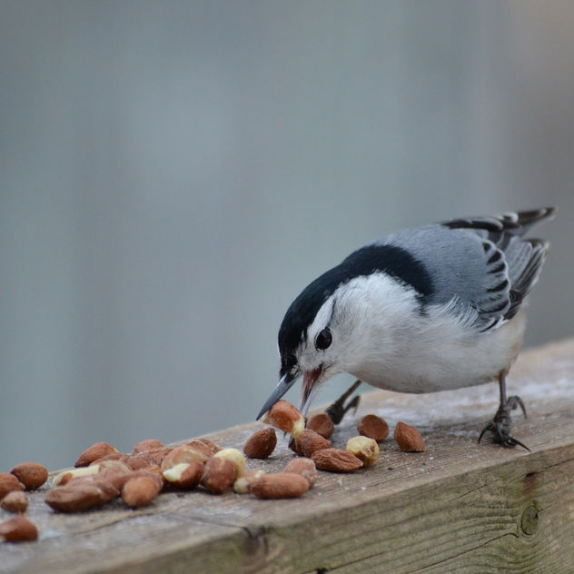 White-breasted Nuthatch Dropping By For A Snack - image gratuit #421153 