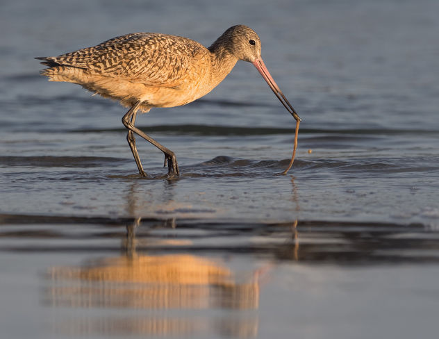 Marbled Godwit with Aquatic Worm - Free image #421233