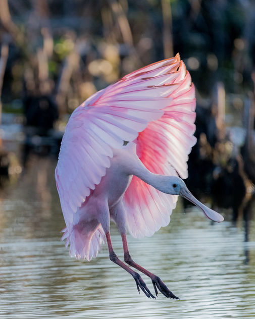 Roseate Spoonbills are back - Free image #423413
