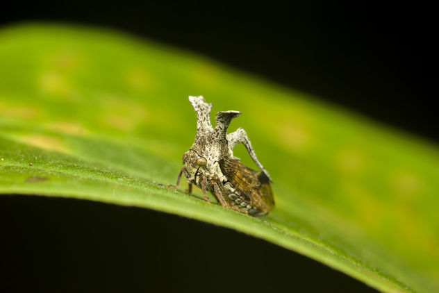 Little plant hopper with crown - Kostenloses image #424513