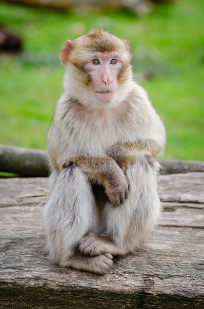 Barbary macaque - image #424803 gratis