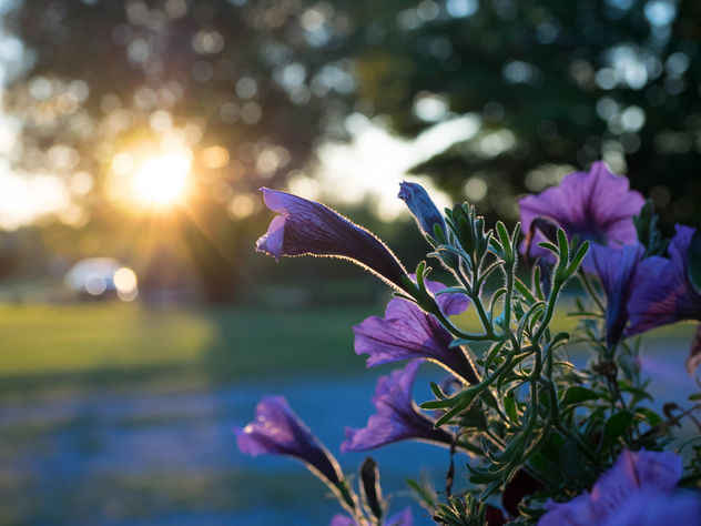 Flowers at sunset - Free image #424823