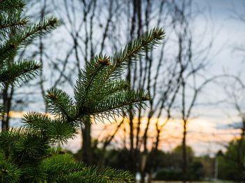 A branch of pine - image #426973 gratis