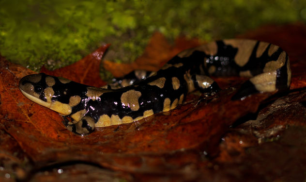 Eastern Tiger Salamander (Ambystoma tigrinum) - бесплатный image #427913