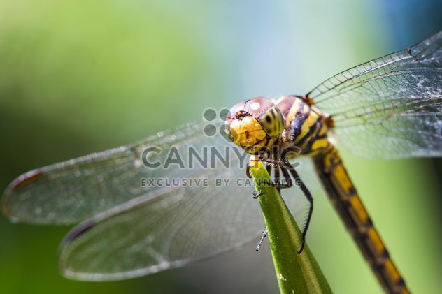 Dragonfly on green twig - бесплатный image #428743