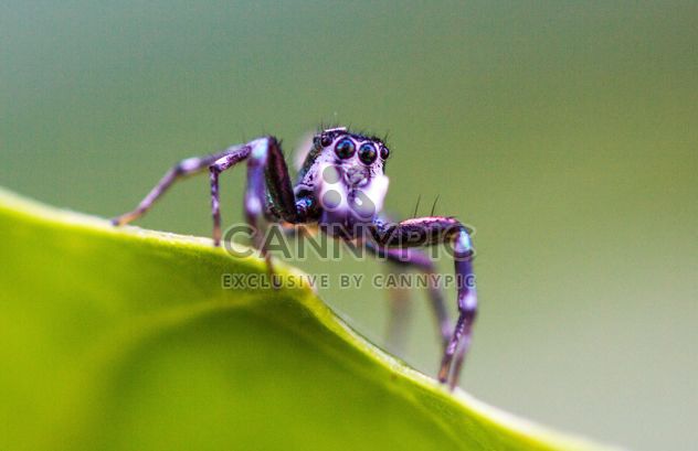 Alone jumping spider on green leaf - Free image #428763