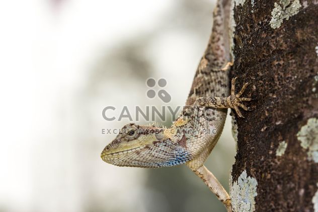 Lizard on tree trunk - image #428783 gratis