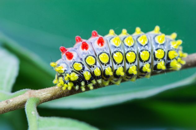 Colorfull butterfly worm - Free image #428793