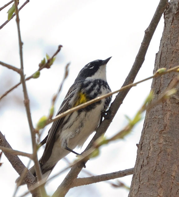 My first warbler of the year-a Yellow-rumped Warbler - бесплатный image #432903
