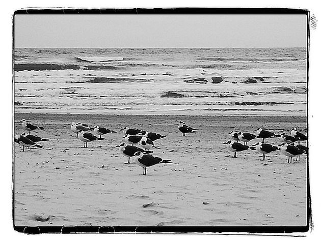 Seagulls - Free image #437063