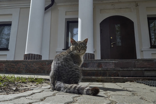 A cat who lives in the church - бесплатный image #437543