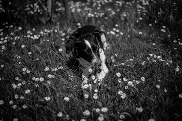 Dog's summer joy - image gratuit #437583 