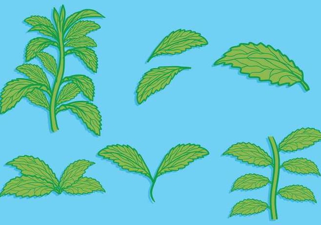 Stevia leaf hand drawn illustration set - vector gratuit #437803 