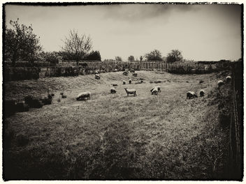 Herd of sheep - image #438573 gratis
