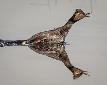 Eared Grebe (breeding plumage) catching a fly - Free image #438883
