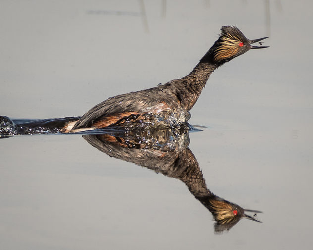 Eared Grebe (breeding plumage) catching a fly - бесплатный image #438883