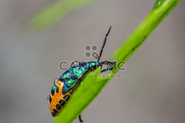 shield bug on green leaf close up - image #438983 gratis