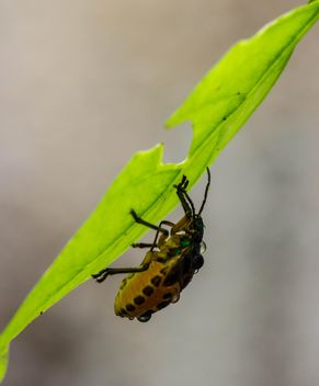 beetle under green leaf - Free image #438993