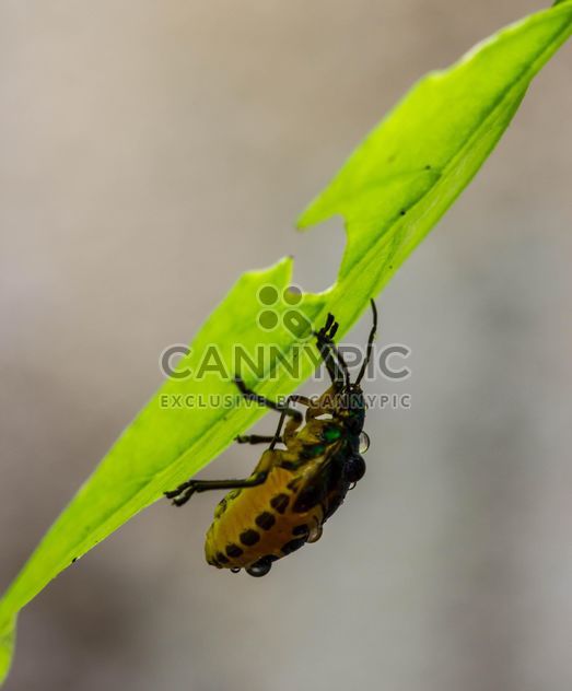 beetle under green leaf - Free image #438993