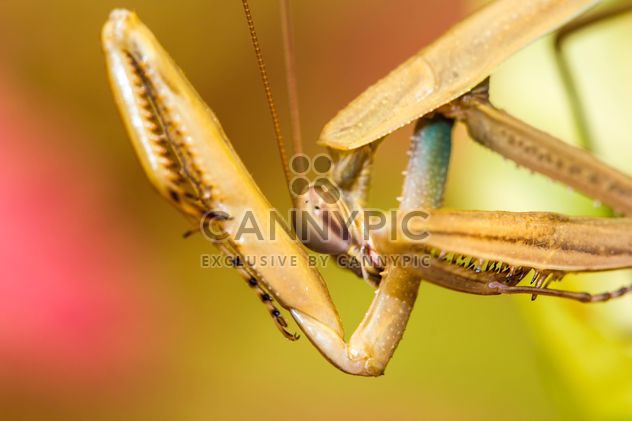 praying mantis - Kostenloses image #439053
