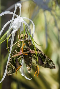 army green moth - image gratuit #439073 