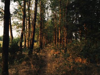 Fir Trees in forest - бесплатный image #439083