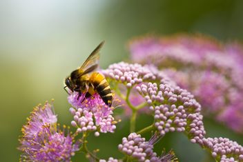 Burberry,bee - image gratuit #439133 