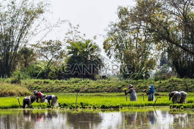 Rice planting - image gratuit #439143 