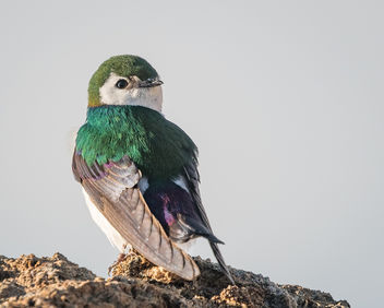 Violet-green Swallow (m) perching on Tufa - image #442543 gratis