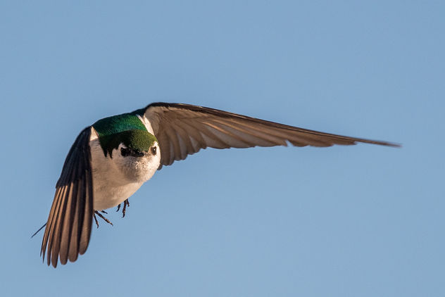 Violet-green Swallow - image #443723 gratis